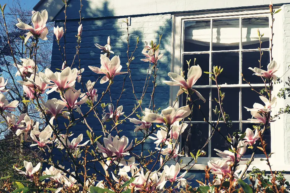 Magnolia in bloom beside a house window in spring